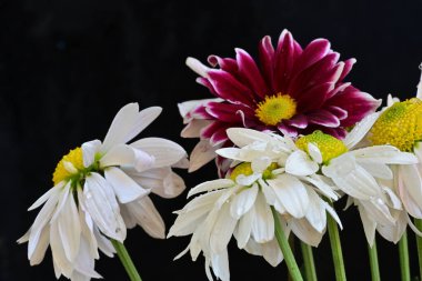 Koyu arkaplanda güzel, parlak sonbahar kasımpatıları 