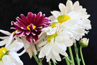 Koyu arkaplanda güzel, parlak sonbahar kasımpatıları 