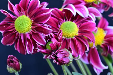 Koyu arkaplanda güzel bir sonbahar buketi