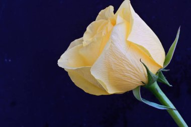 Siyah arka planda güzel bir gül çiçeği 