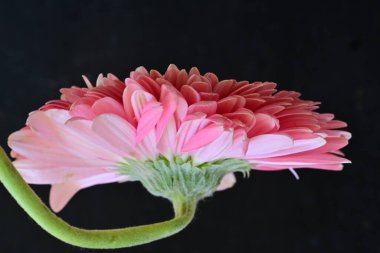 Gerbera çiçeği koyu arkaplanda