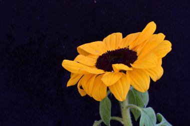 Koyu arkaplanı olan güzel sarı ayçiçeği 
