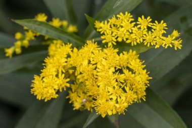 Bahçedeki sarı çiçekler