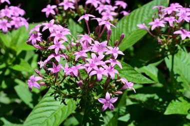 Bahçedeki güzel mor çiçekler