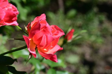 Bahçede açan güzel pembe gül çiçeklerinin yakın görüntüsü. 