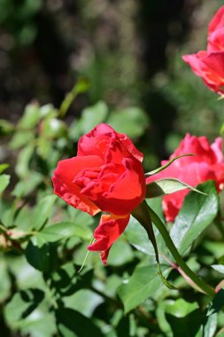Bahçede açan pembe güzel güllerin yakın plan görüntüsü. 
