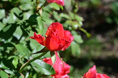 Bahçede açan güzel pembe gül çiçeklerinin yakın görüntüsü. 
