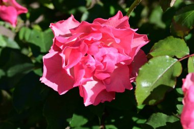 Bulanık arka planda bahçede yükseldi