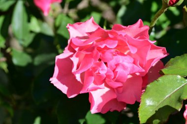 Bulanık arka planda bahçede yükseldi