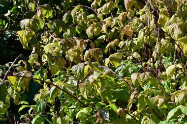 Sonbaharda bir bitkinin yaprakları 