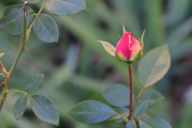 Bulanık arka planda bahçede yükseldi