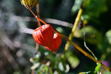 Ağaçtaki kırmızı meyveler