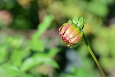 close up view of beautiful pink flowers in the garden