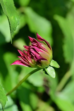 Bahçede büyüyen pembe çiçeklerin yakın görüntüsü