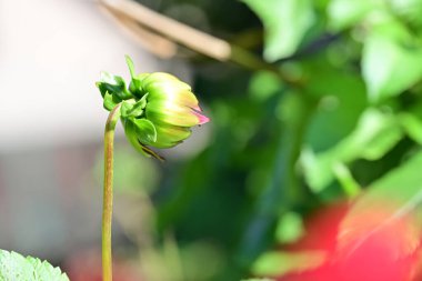 Bahçede büyüyen pembe çiçeklerin yakın görüntüsü