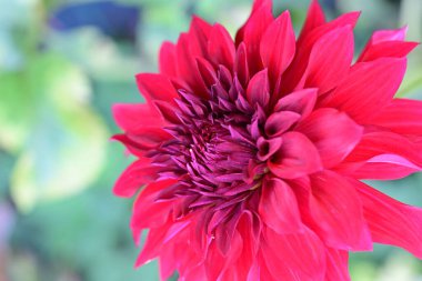 Bahçede büyüyen pembe çiçeklerin yakın görüntüsü