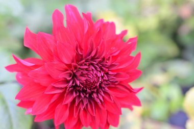 Bahçede büyüyen pembe çiçeklerin yakın görüntüsü