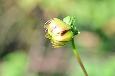 Güzel Çiçeklerin Yakından Görünümü, Doğa Arkaplanı 