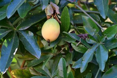 Yapraklı yeşil mango meyvesi