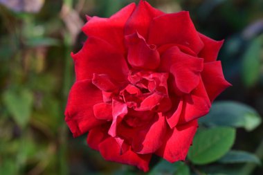 Bahçedeki güzel gül çiçeği