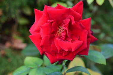 Bahçedeki güzel gül çiçeği