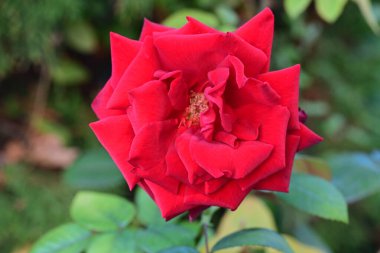 Bahçedeki güzel gül çiçeği