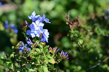 Yaz bahçesinde büyüyen güzel çiçeklerin yakın çekim görüntüsü       