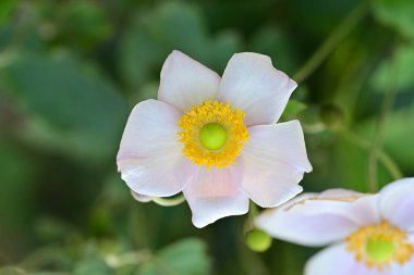 Güneşli yaz gününde bahçede yetişen güzel çiçekler. 