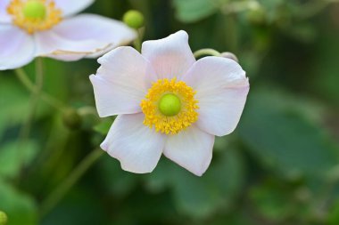 Güneşli yaz gününde bahçede yetişen güzel çiçekler. 