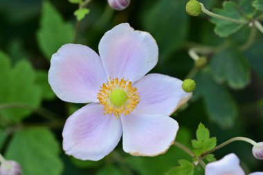 Güneşli yaz gününde bahçede yetişen güzel çiçekler. 