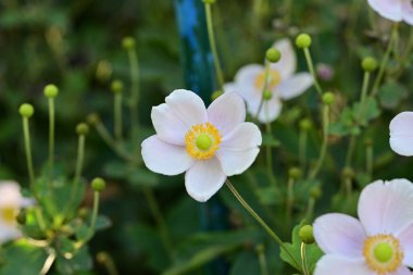 Güneşli yaz gününde bahçede yetişen güzel çiçekler. 