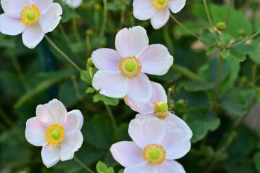 Güneşli yaz gününde bahçede yetişen güzel çiçekler. 