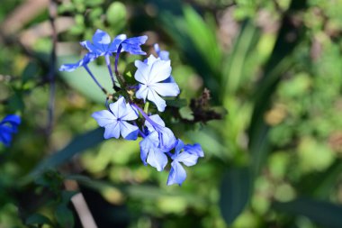 Güzel Çiçeklerin Yakından Görünümü, Doğa Arkaplanı 
