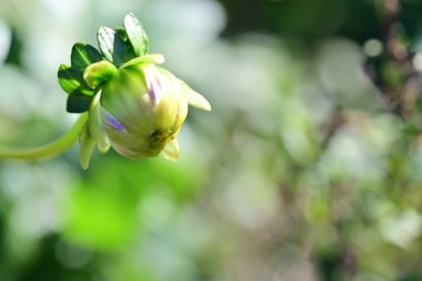 Bahçede büyüyen güzel çiçek tomurcuğunun yakın plan görüntüsü      
