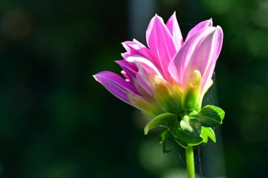 Bahçede büyüyen pembe çiçeklerin yakın görüntüsü