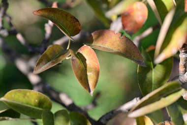 Ağaç dalında sonbahar yaprakları, sonbahar bitkisi 