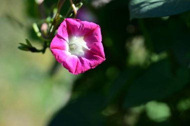 Bahçede büyüyen pembe çiçeklerin yakın görüntüsü