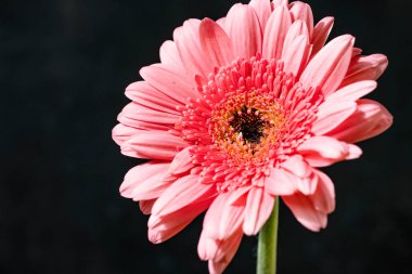 Karanlık arka planda güzel Gerbera çiçeği, yaz konsepti, yakın görüş 