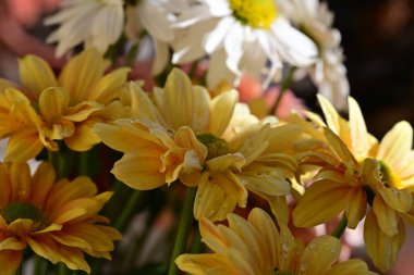 Bahçedeki renkli Gerbera çiçekleri 