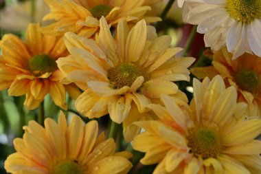 Bahçedeki renkli Gerbera çiçekleri 