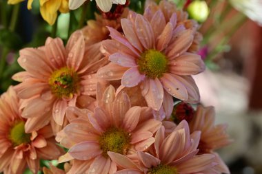 Bahçedeki renkli Gerbera çiçekleri 