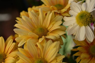 Bahçedeki renkli Gerbera çiçekleri 