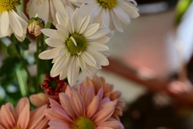 Bahçedeki renkli Gerbera çiçekleri 