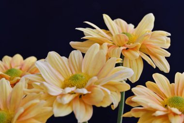 Koyu arkaplanda güzel çiçekler, yaz konsepti, yakın manzara 