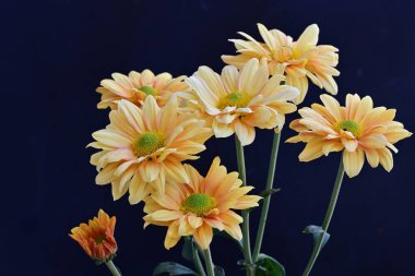 Koyu arkaplanda güzel çiçekler, yaz konsepti, yakın manzara 