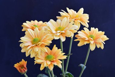 Koyu arkaplanda güzel çiçekler, yaz konsepti, yakın manzara 