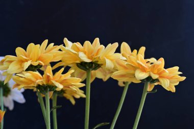 Bahçedeki renkli Gerbera çiçekleri 