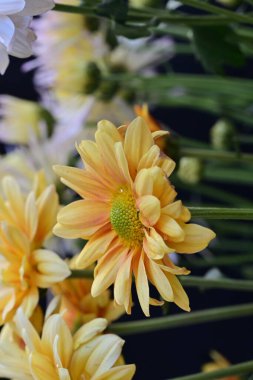 Bahçedeki renkli Gerbera çiçekleri 
