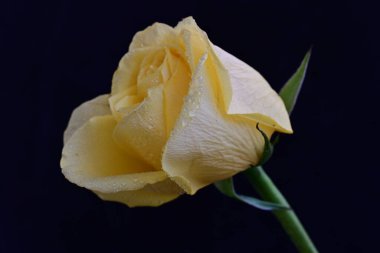 Siyah arkaplanda su damlalarında güzel sarı bir gül, yakın plan. 