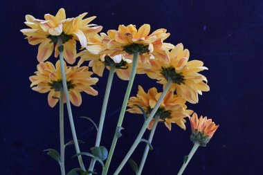 Siyah arka planda sarı kasımpatı çiçekleri